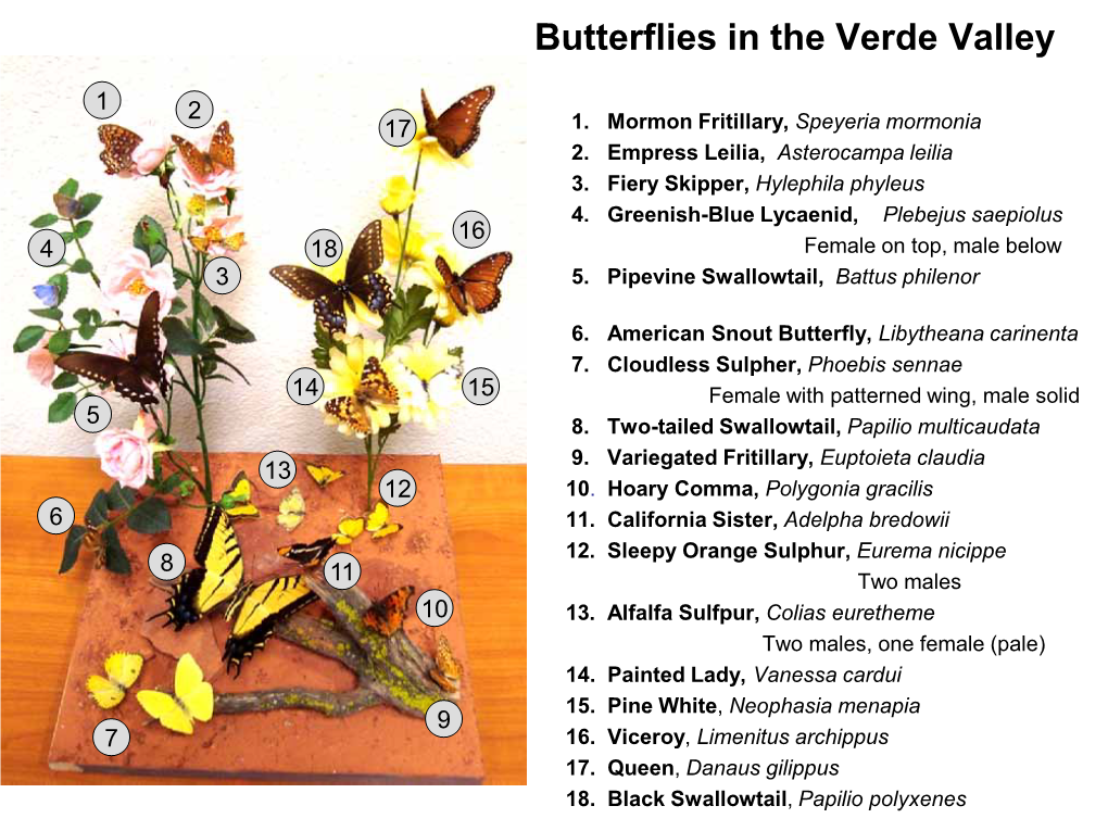 Butterflies in the Verde Valley