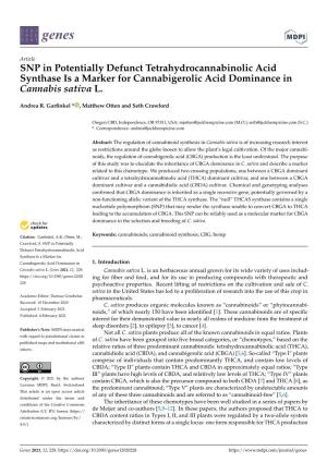 SNP in Potentially Defunct Tetrahydrocannabinolic Acid Synthase Is a Marker for Cannabigerolic Acid Dominance in Cannabis Sativa L