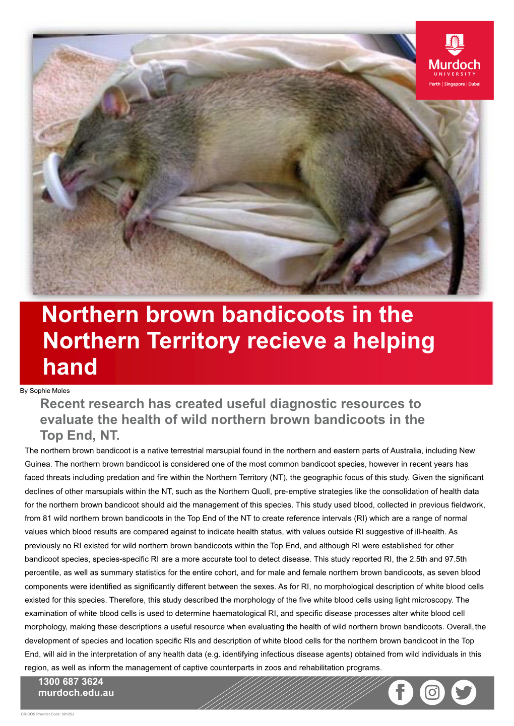 Northen Brown Bandicoots in the NT Receive a Helping Hand Sophie