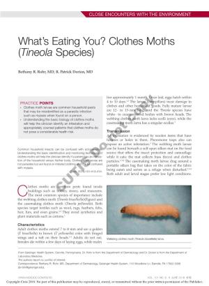 Clothes Moths (Tineola Species)