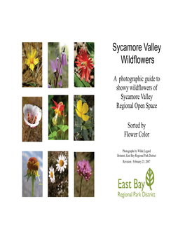 Sycamore Valley Wildflowers