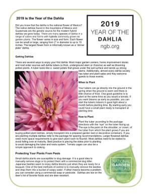 2019 Is the Year of the Dahlia