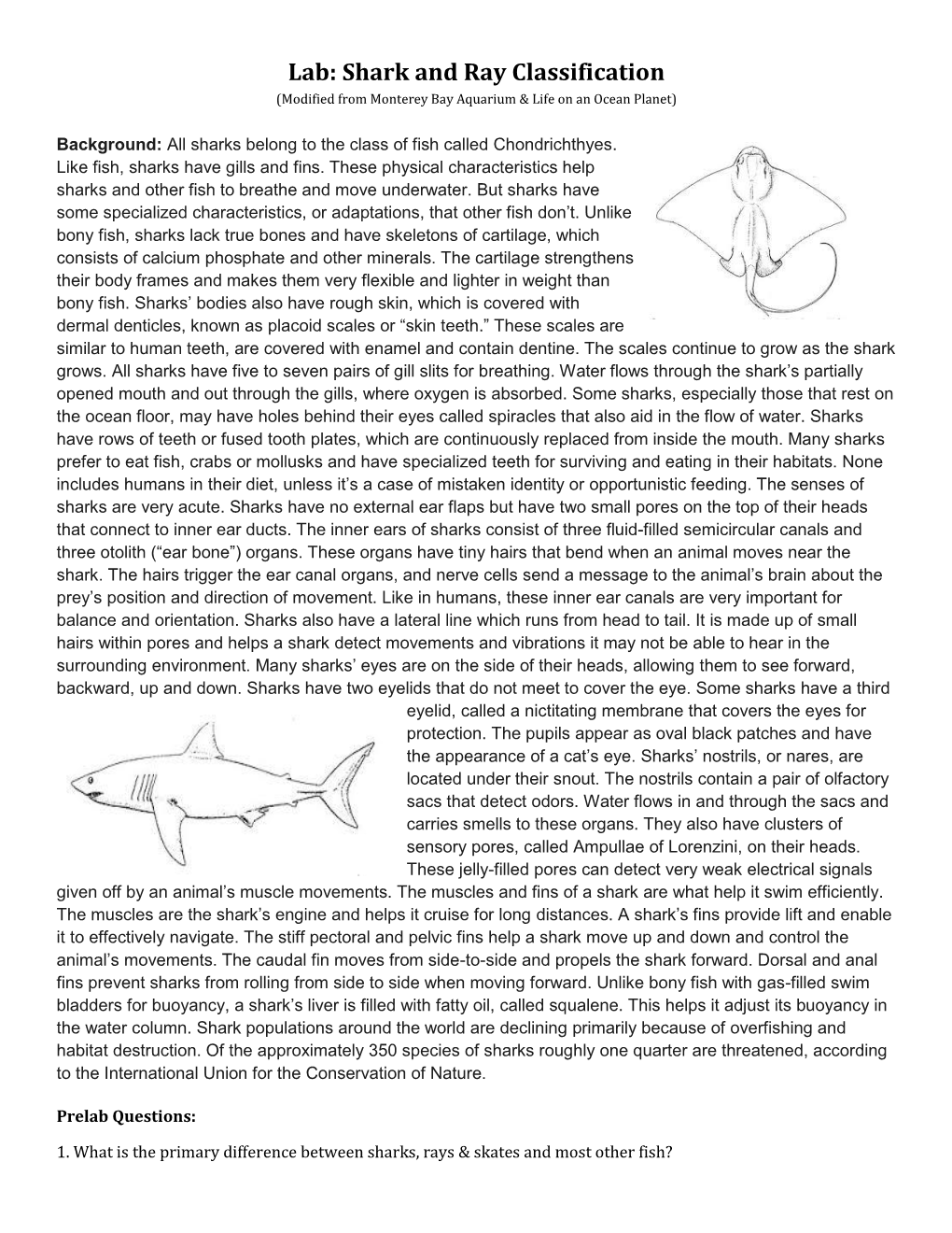 Lab Shark And Ray Classification Modified From Monterey Bay Aquarium Life On An Ocean Planet 