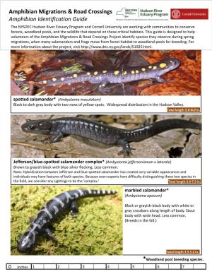 Amphibian Identification Guide