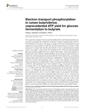 Electron Transport Phosphorylation in Rumen Butyrivibrios: Unprecedented ATP Yield for Glucose Fermentation to Butyrate