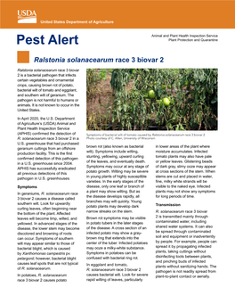 Pest Alert: Ralstonia Solanacearum Race 3 Biovar 2