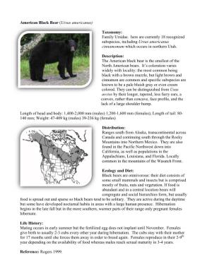 American Black Bear (Ursus Americanus) Taxonomy: Family