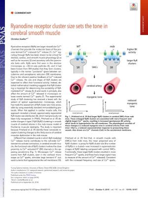 Ryanodine Receptor Cluster Size Sets the Tone in Cerebral Smooth Muscle