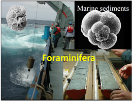 Foraminifera • Foraminifers Are Found in All Marine Environments
