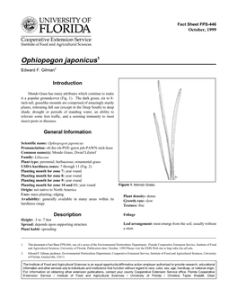 Ophiopogon Japonicus -- Mondo Grass Page 2