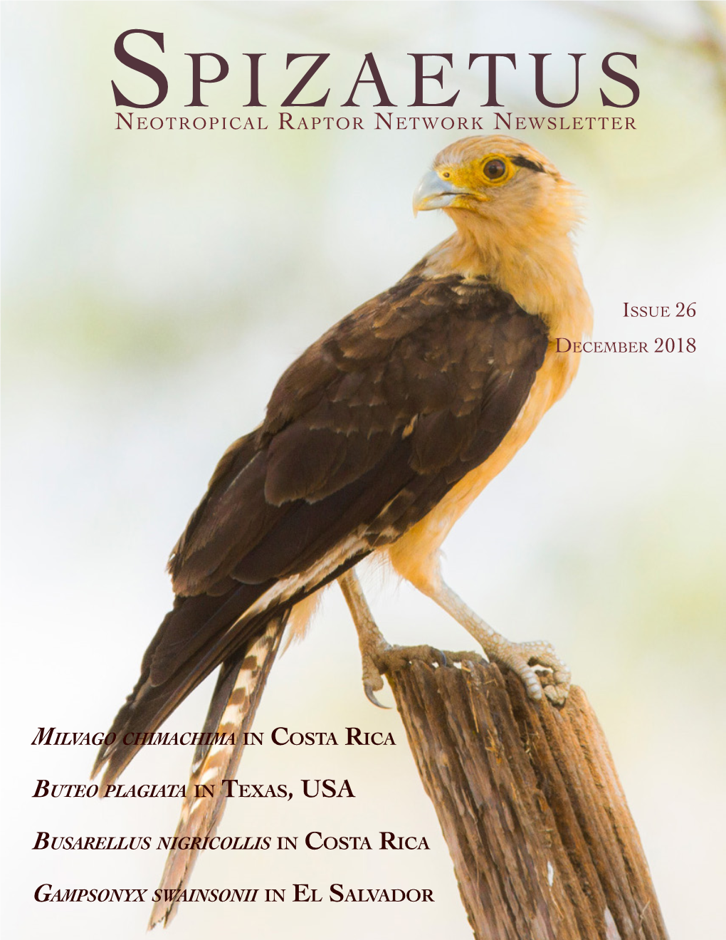 Spizaetus NRN Newsletter Issue 26 © December 2018 English Edition, ISSN 2157-8958