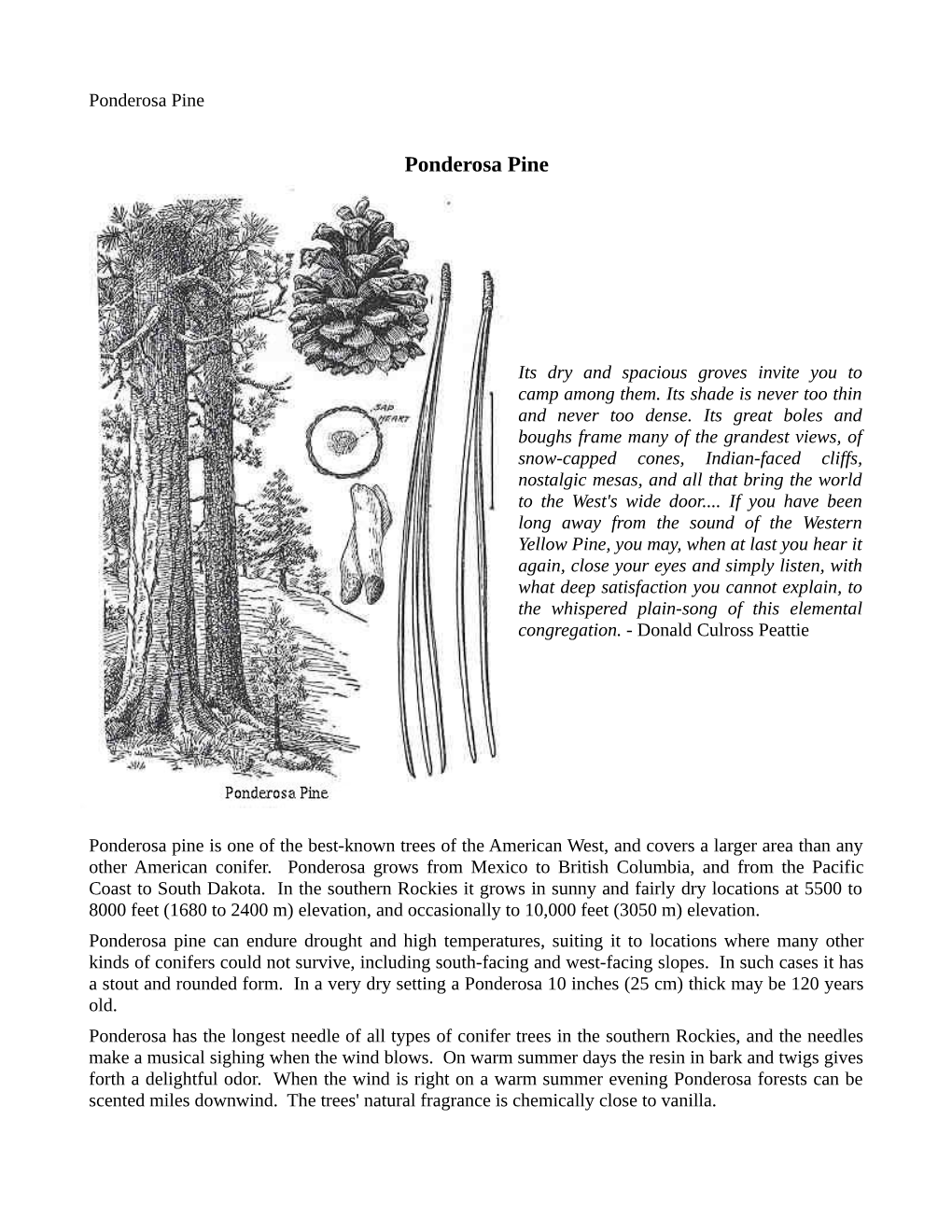 Ponderosa Pine