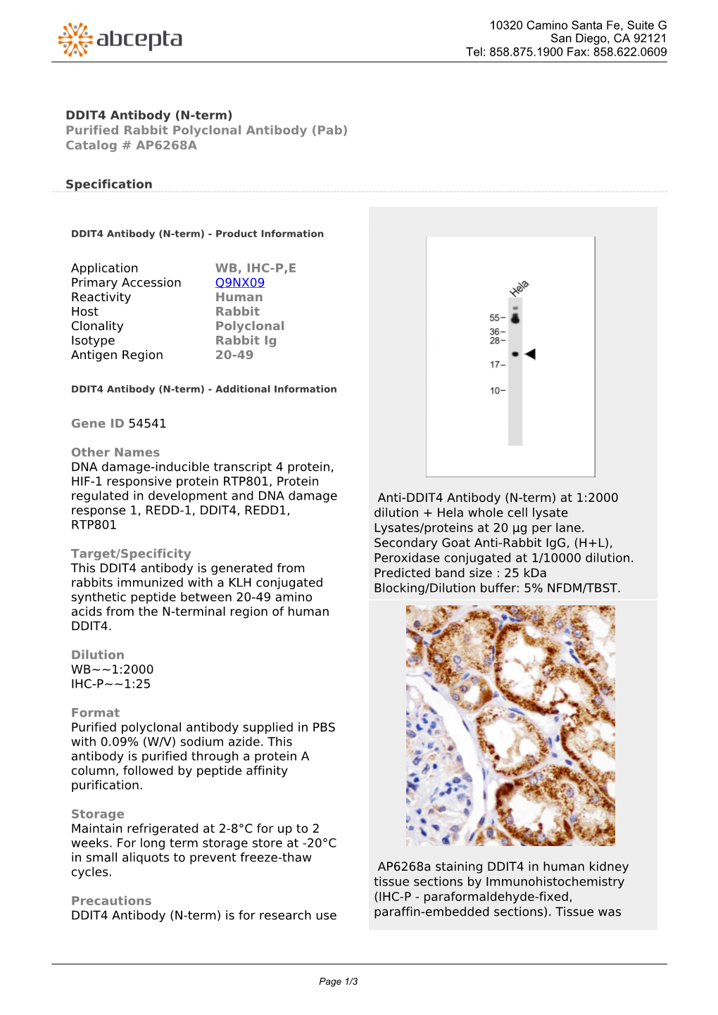 DDIT4 Antibody (N-Term) Purified Rabbit Polyclonal Antibody (Pab) Catalog # AP6268A