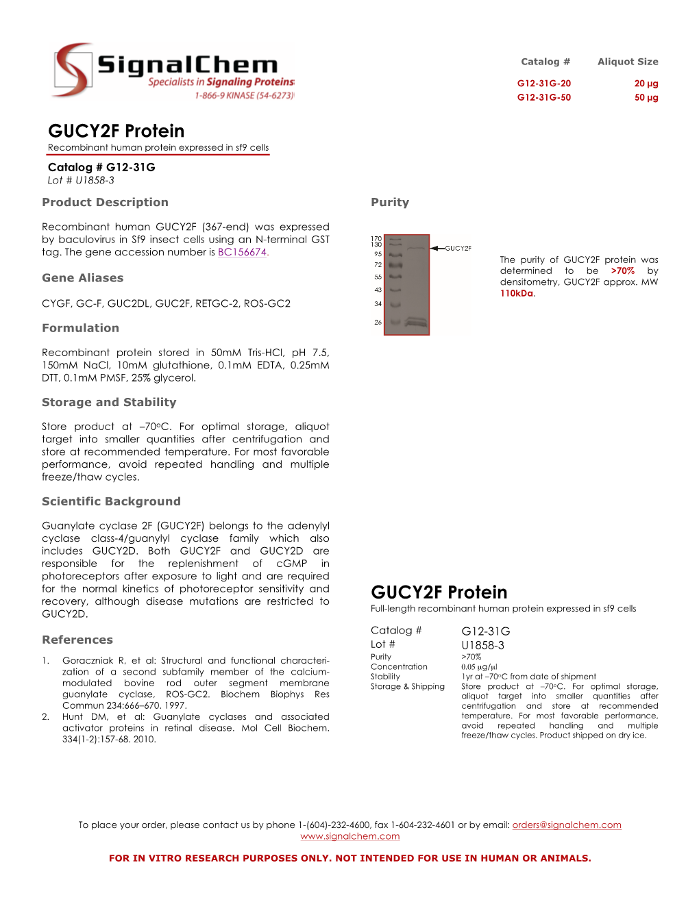 GUCY2F Protein Recombinant Human Protein Expressed in Sf9 Cells