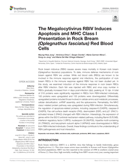 The Megalocytivirus RBIV Induces Apoptosis and MHC Class I Presentation in Rock Bream (Oplegnathus Fasciatus) Red Blood Cells