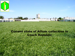 Current State of Allium Collection for Long Day Condition in Czech Republic