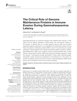 The Critical Role of Genome Maintenance Proteins in Immune Evasion During Gammaherpesvirus Latency