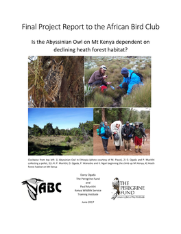 Abyssinian Owl on Mt Kenya Dependent on Declining Heath Forest Habitat?
