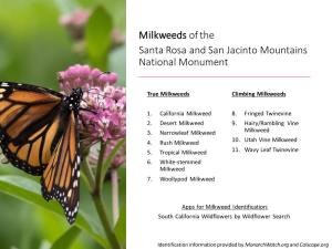 Milkweed Identification Guide