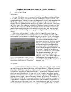 Endophyte Effects on Plant Growth in Spartina Alterniflora