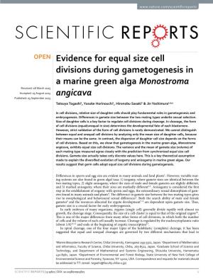 Evidence for Equal Size Cell Divisions During Gametogenesis in a Marine Green Alga Monostroma Angicava