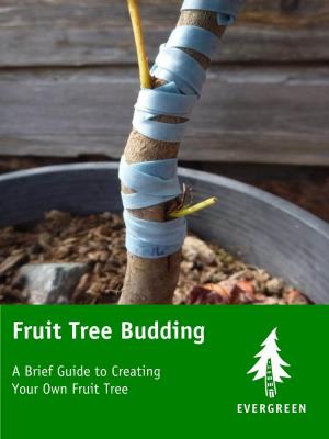 Fruit Tree Budding
