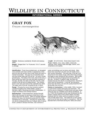 GRAY FOX Urocyon Cinereoargenteus