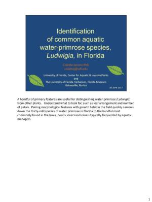 Ludwigia ID Guide
