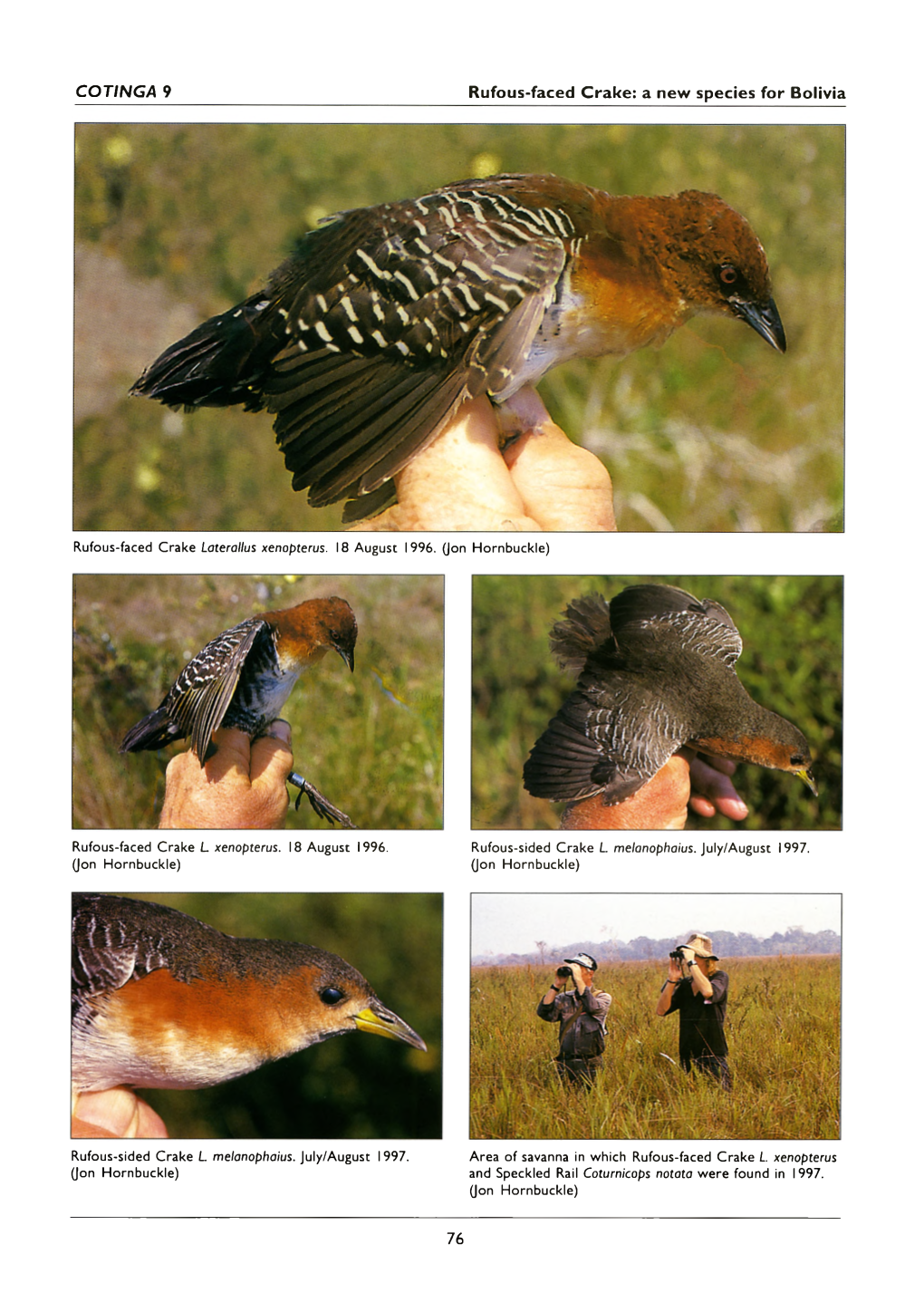 Rufous-Faced Crake Laterallus Xenopterus