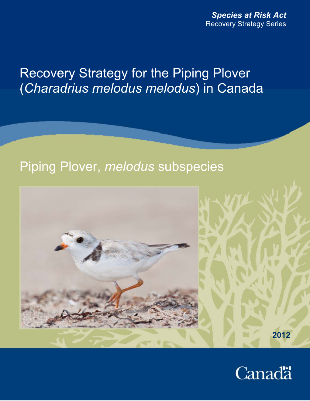 Piping Plover (Charadrius Melodus Melodus) in Canada