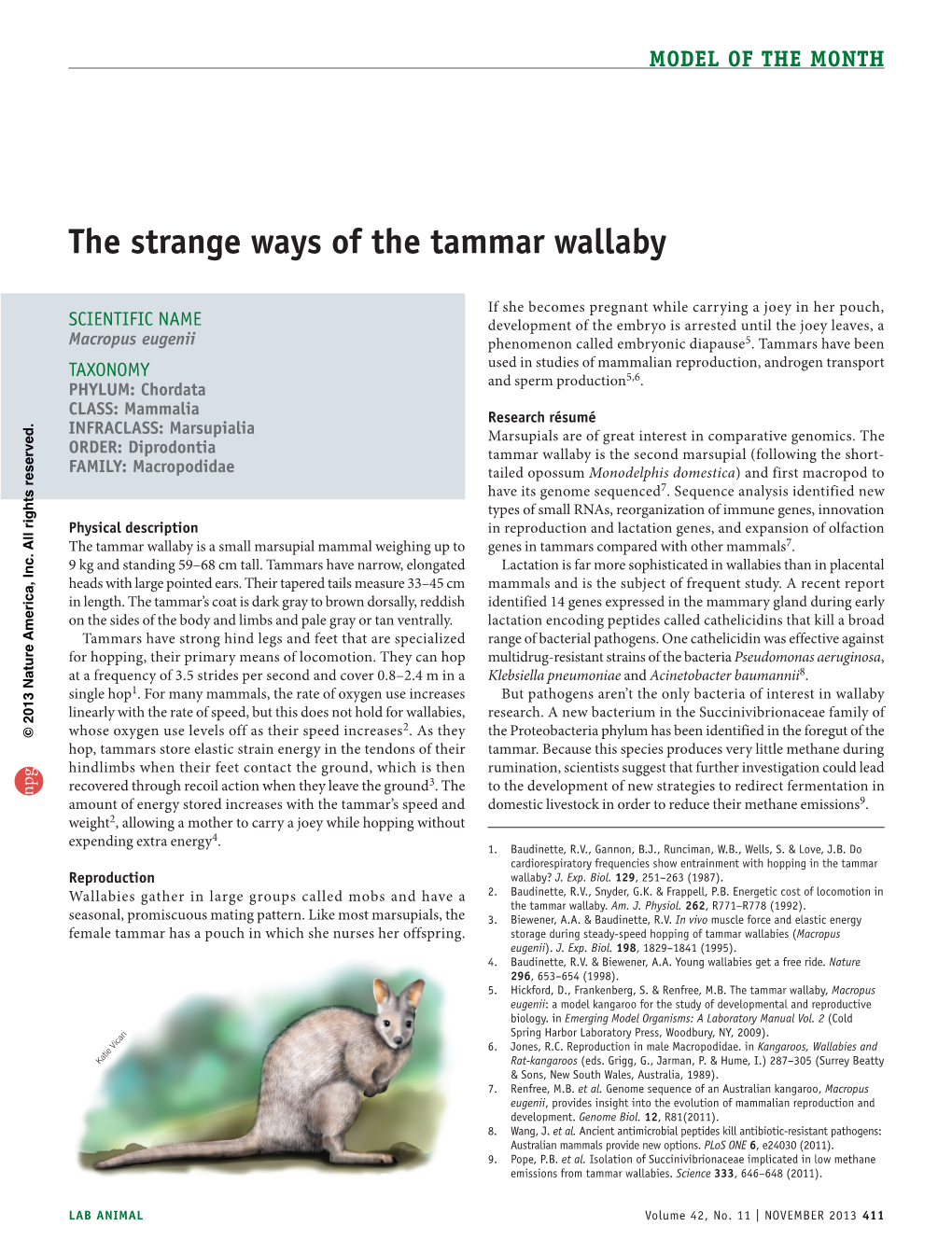 The Strange Ways of the Tammar Wallaby