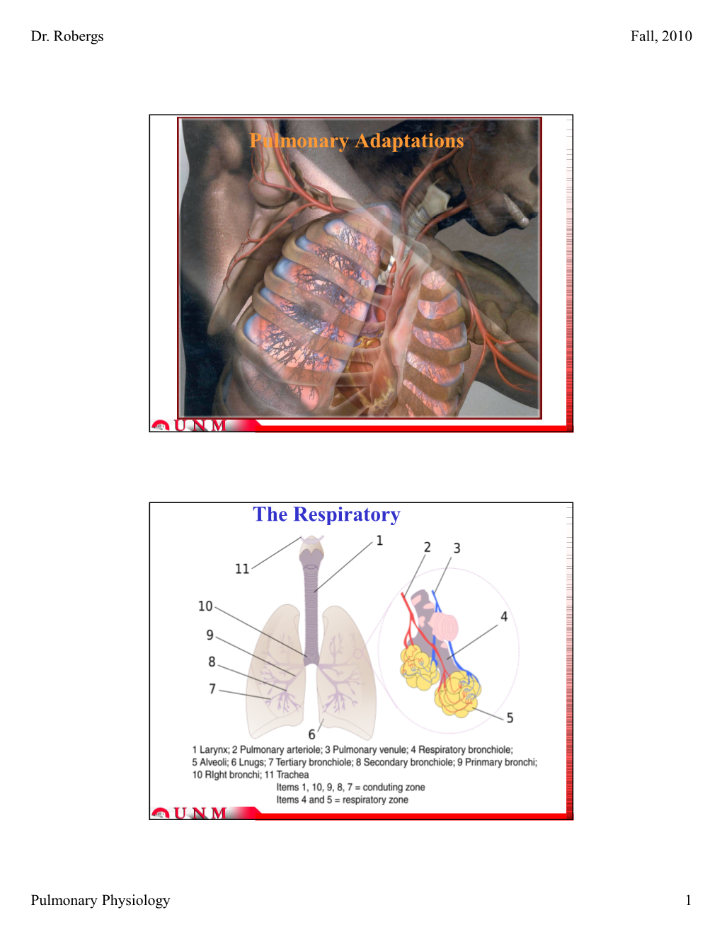 Pulmonary Adaptations the Respiratory System