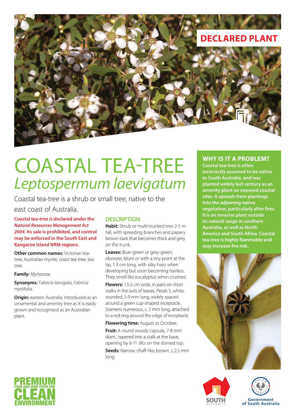 Coastal Tea-Tree