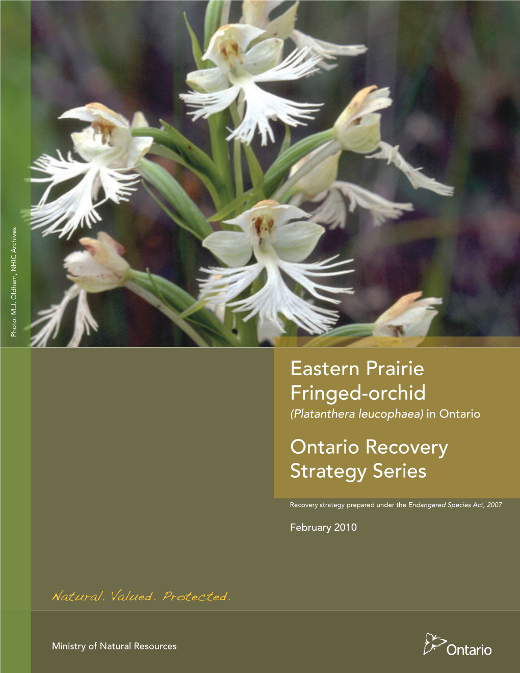 Eastern Prairie Fringed-Orchid (Platanthera Leucophaea) in Ontario Ontario Recovery Strategy Series