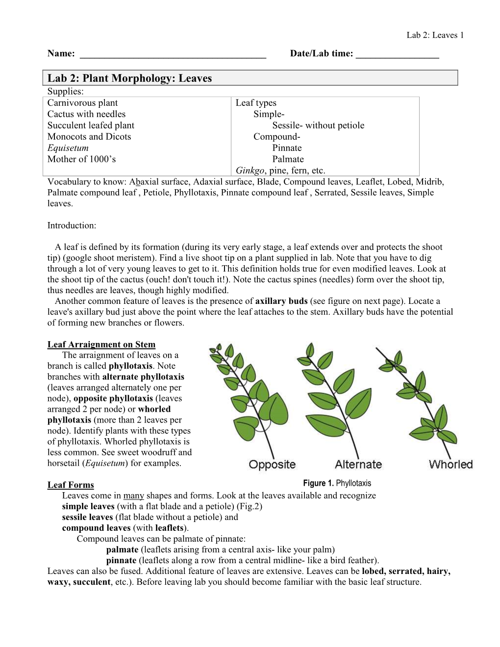 Lab 2: Plant Morphology: Leaves