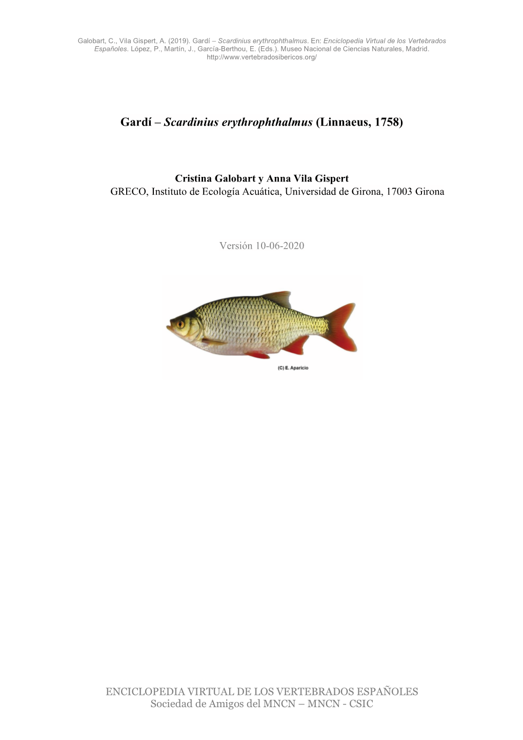 Gardí – Scardinius Erythrophthalmus