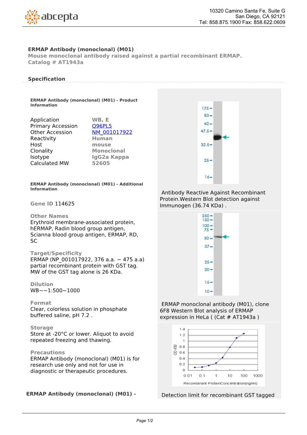 ERMAP Antibody (Monoclonal) (M01) Mouse Monoclonal Antibody Raised Against a Partial Recombinant ERMAP