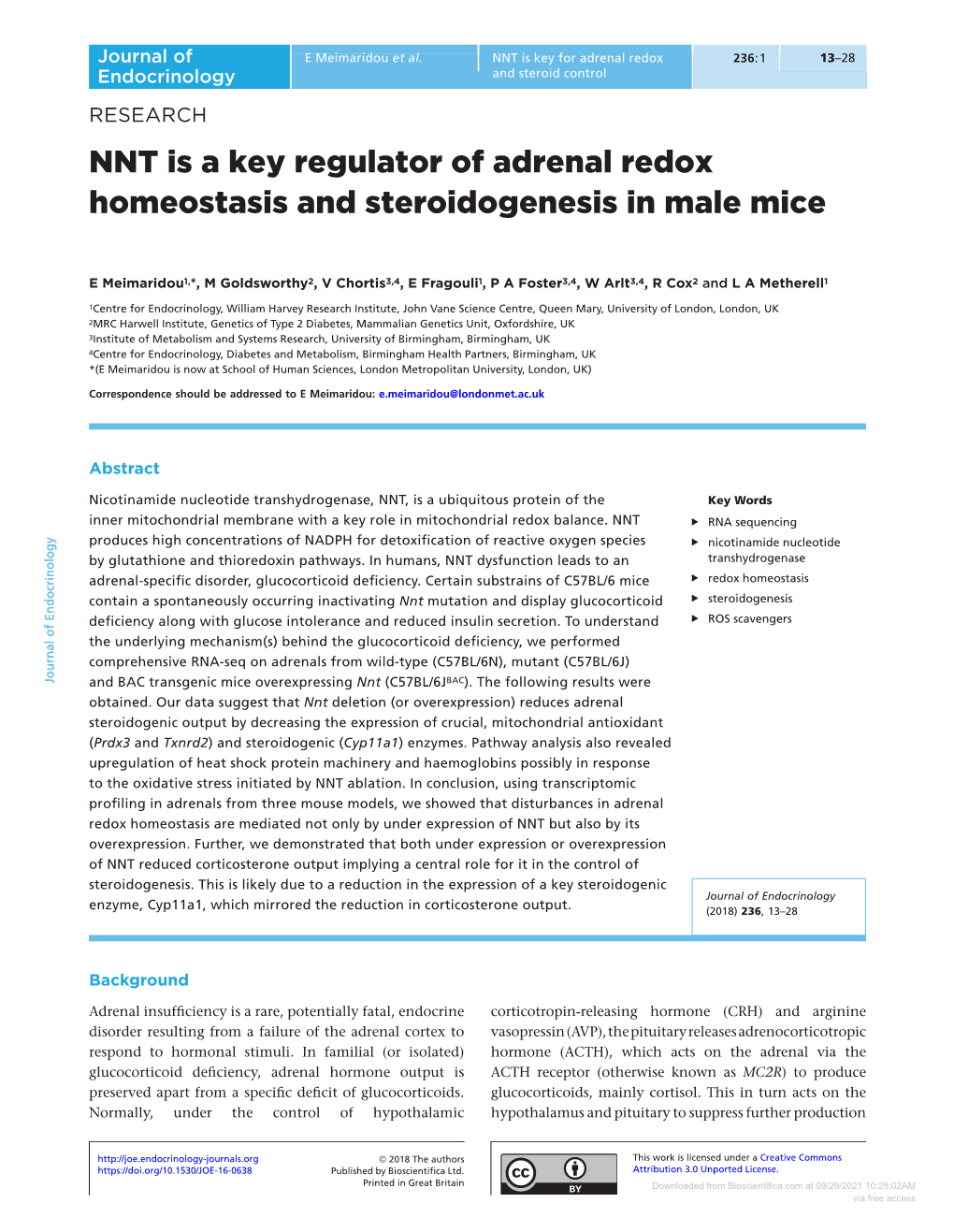 NNT Is a Key Regulator of Adrenal Redox Homeostasis and Steroidogenesis in Male Mice
