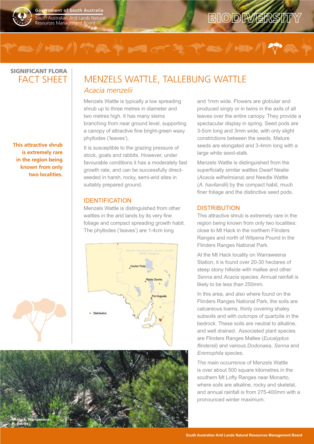 Fact Sheet Menzels Wattle, Tallebung Wattle Acacia Menzelii Menzels Wattle Is Typically a Low Spreading and 1Mm Wide