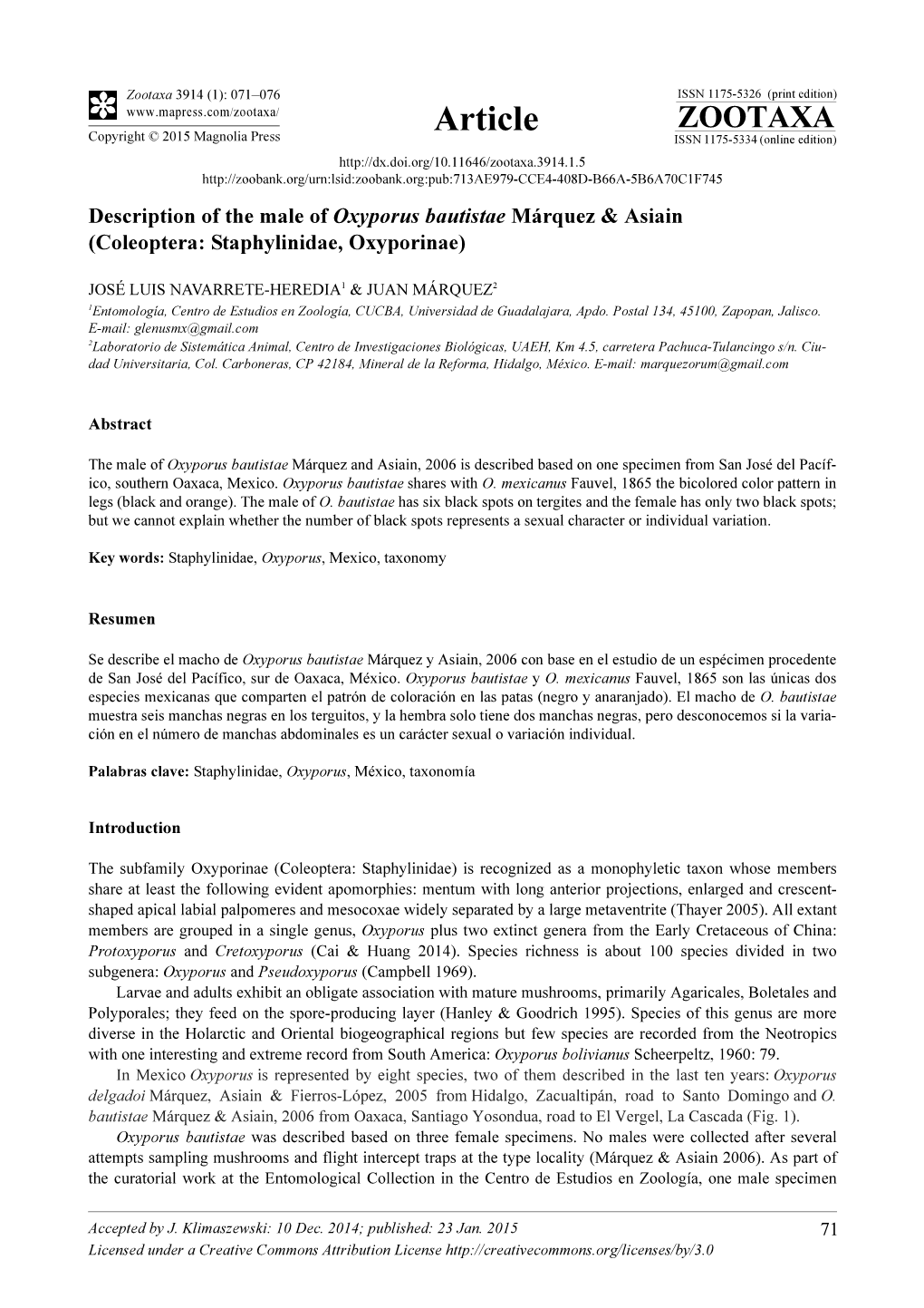 Description of the Male of Oxyporus Bautistae Márquez & Asiain