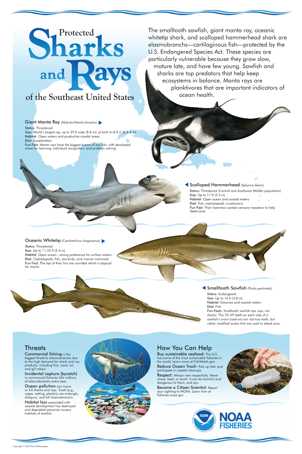 The Smalltooth Sawfish, Giant Manta Ray, Oceanic Protected Whitetip Shark, and Scalloped Hammerhead Shark Are Elasmobranchs—Cartilaginous Fish—Protected by the U.S