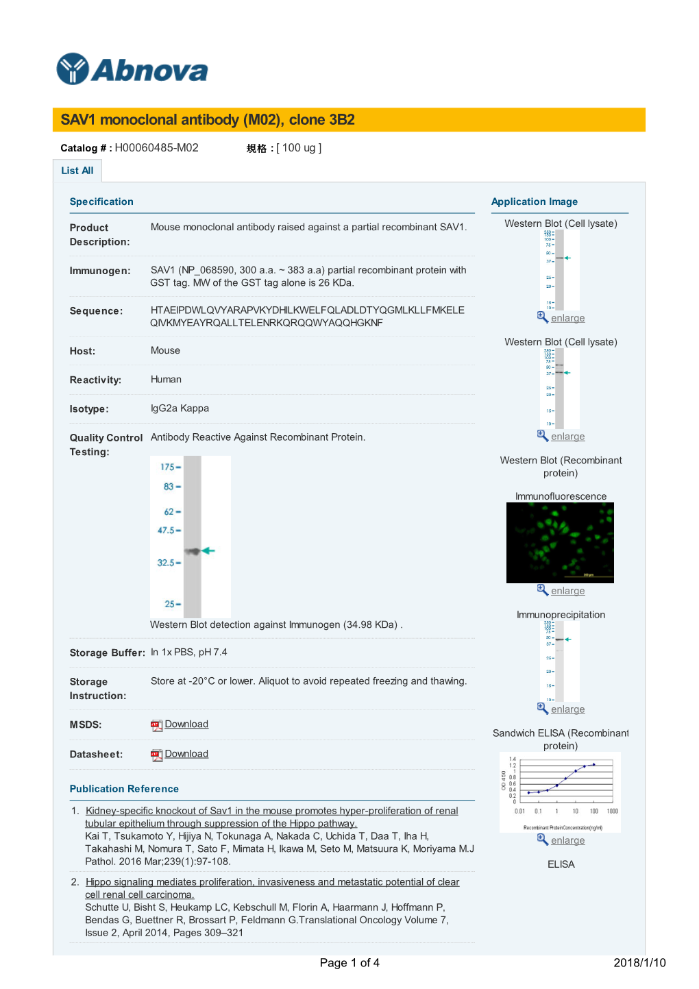 SAV1 Monoclonal Antibody (M02), Clone 3B2