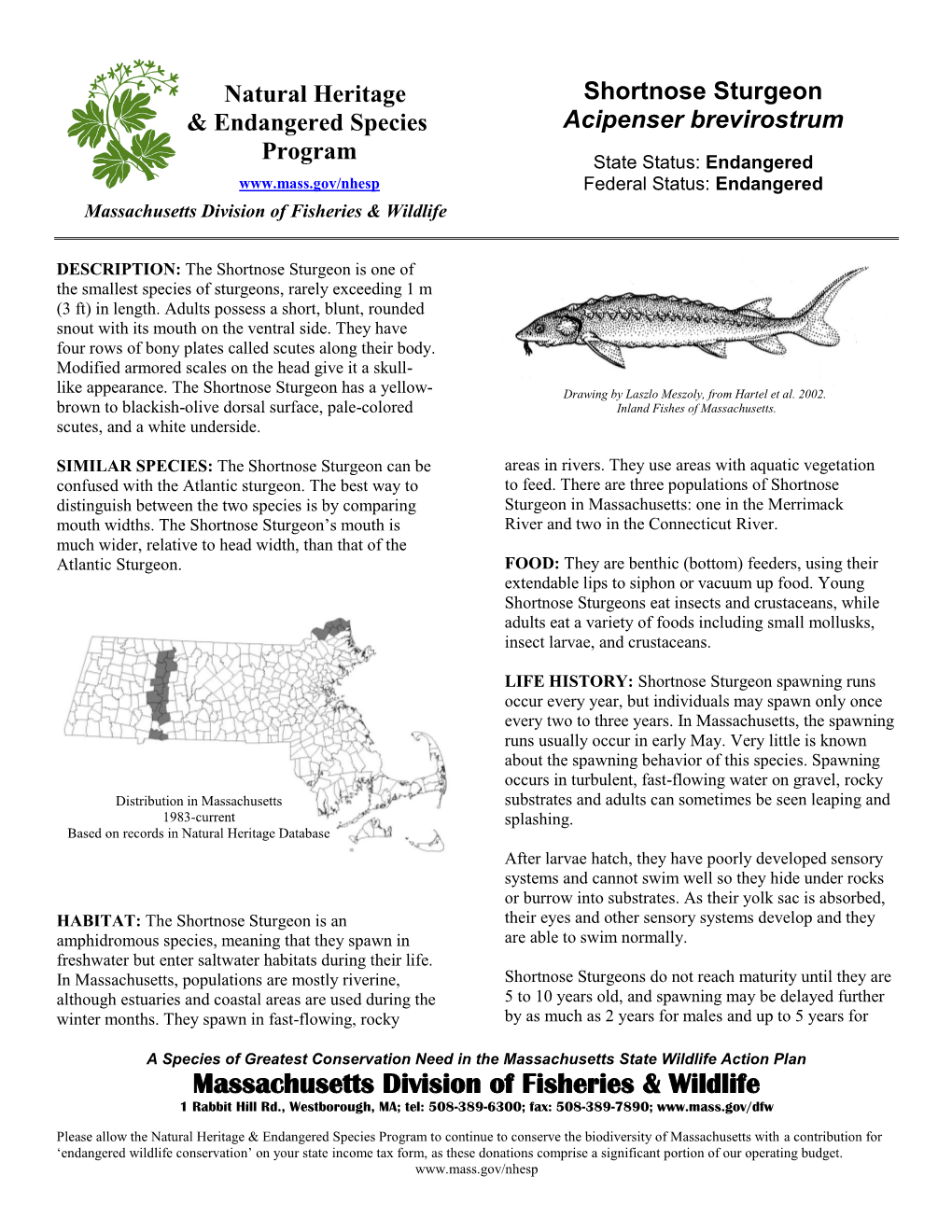 Shortnose Sturgeon Acipenser Brevirostrum