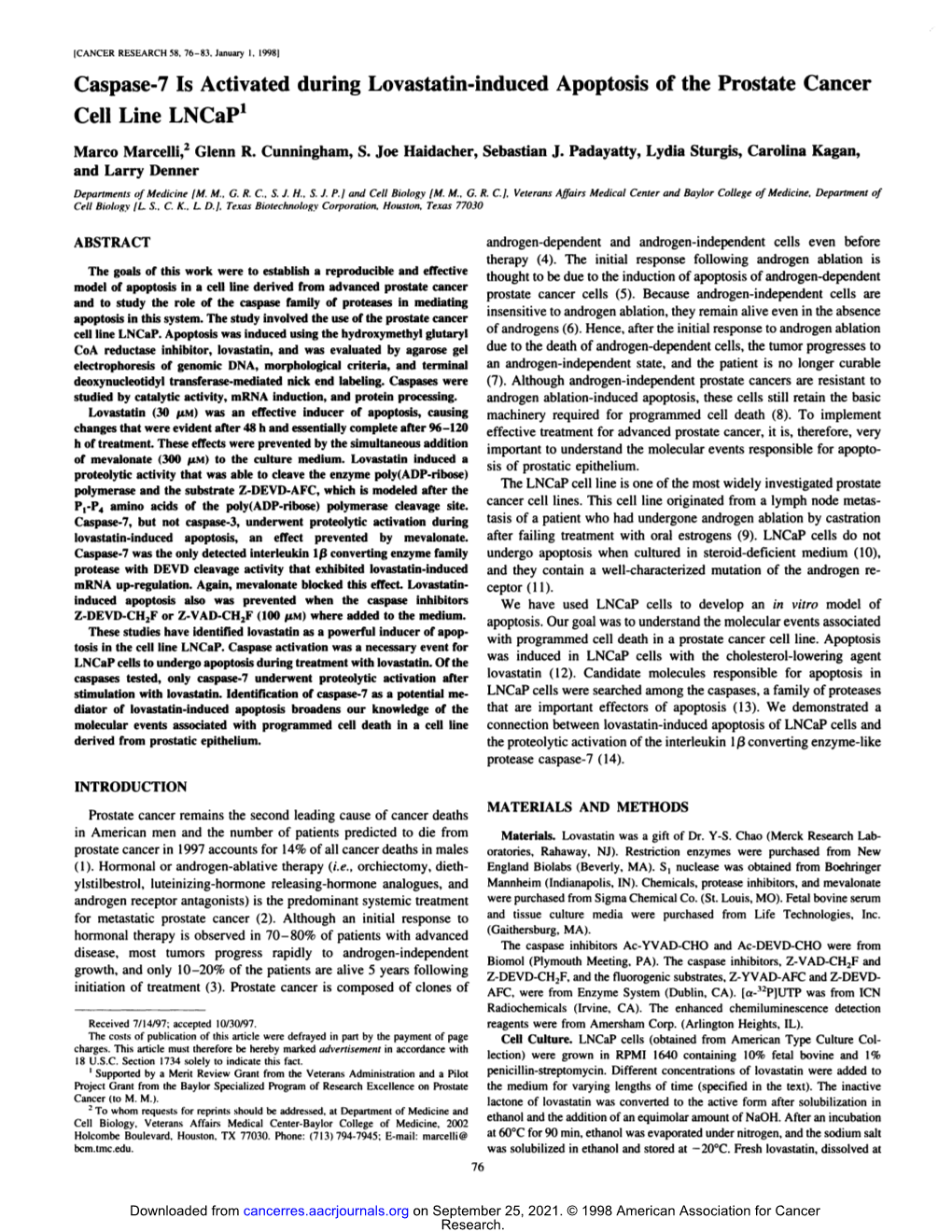 Cell Line Lncap'