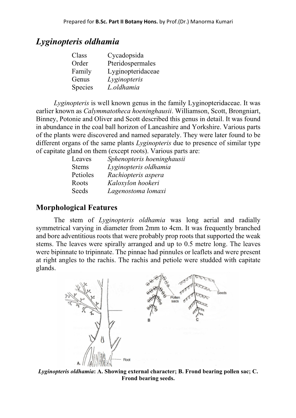 Lyginopteris Oldhamia Class Cycadopsida Order Pteridospermales Family Lyginopteridaceae Genus Lyginopteris Species L.Oldhamia