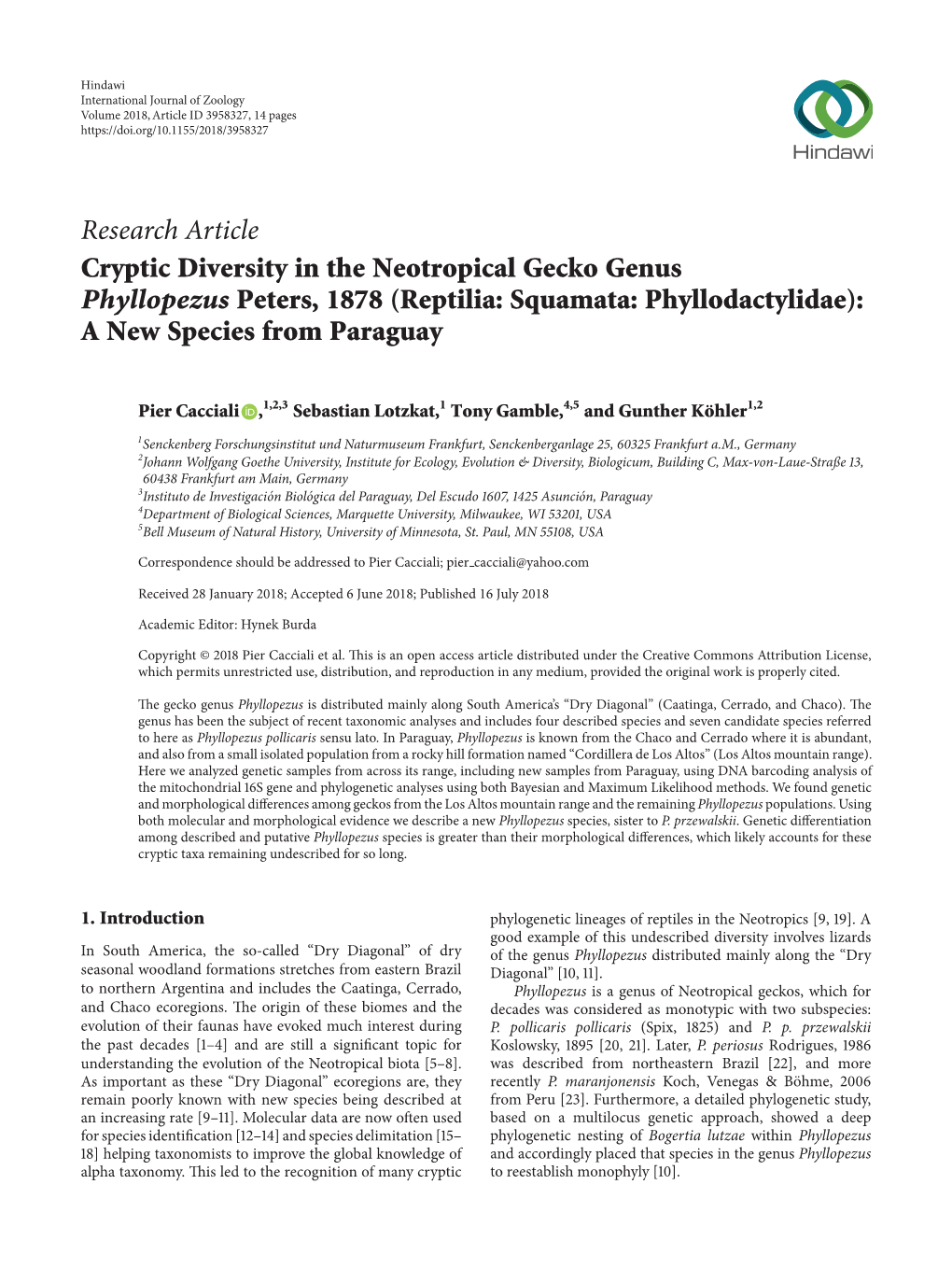 Cryptic Diversity in the Neotropical Gecko Genus Phyllopezus Peters, 1878 (Reptilia: Squamata: Phyllodactylidae): a New Species from Paraguay