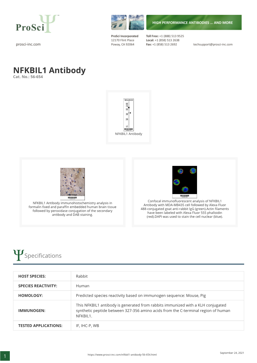 NFKBIL1 Antibody Cat