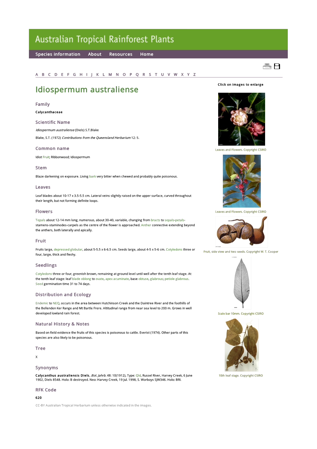 Idiospermum Australiense Click on Images to Enlarge