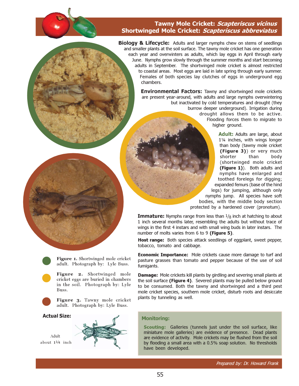 Mole Cricket: Scapteriscus Vicinus Shortwinged Mole Cricket: Scapteriscus Abbreviatus