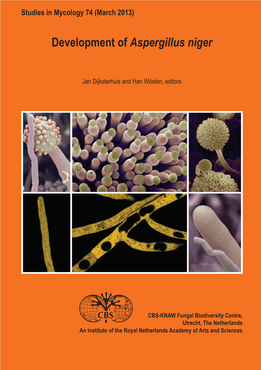 Development of Aspergillus Niger